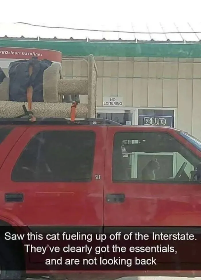 Cat Heading Out On A Road Trip