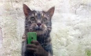 80 Images That Don’t Make Sense, Until Your Brain Finally Connects The Dots