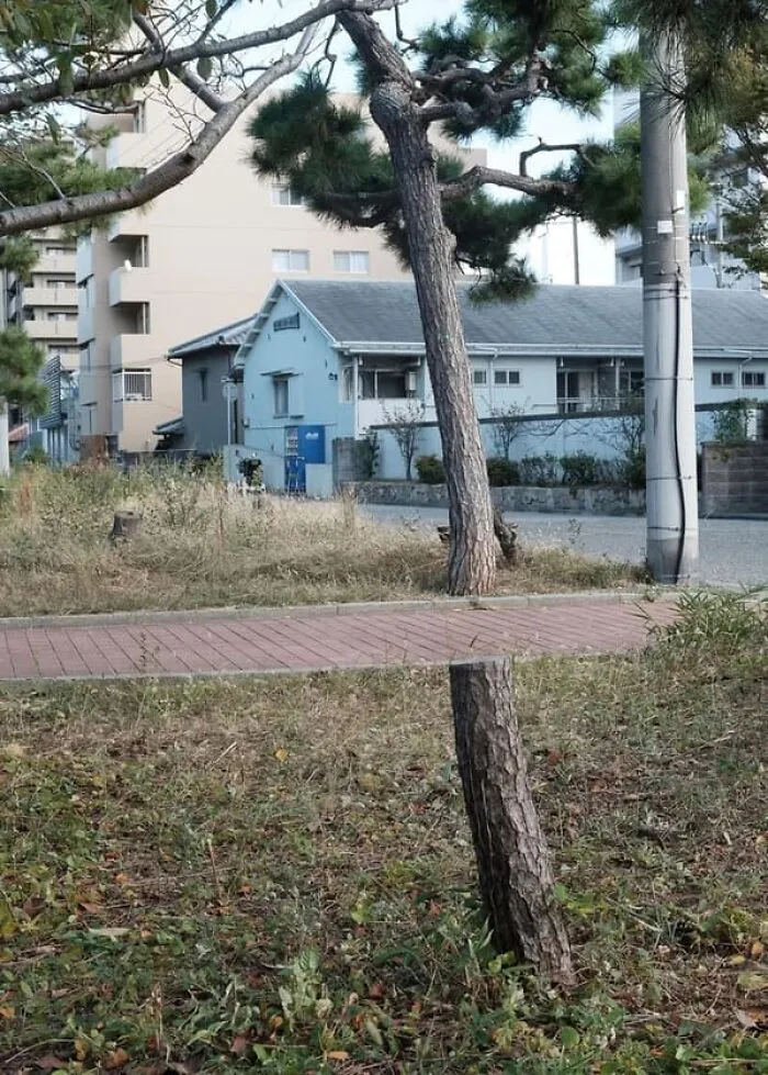 A tree trunk alignment with a distant tree, creating a confusing visual trick to look at a third time.