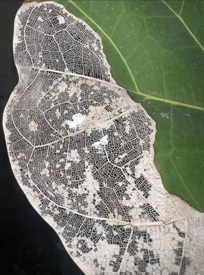 An intricate skeleton of a leaf next to a normal green leaf, showing detailed natural patterns.