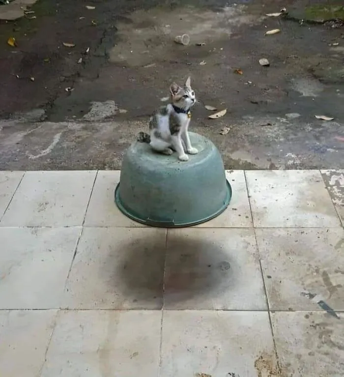 A small cat sitting on an upside-down green bowl with a shadow that makes you look a third time.