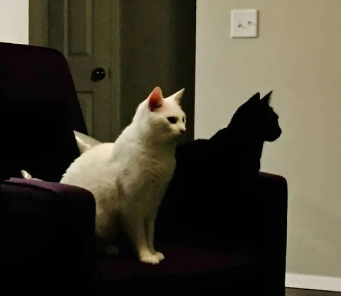 A white cat sitting in an armchair with its dark shadow looking like a black cat silhouette.