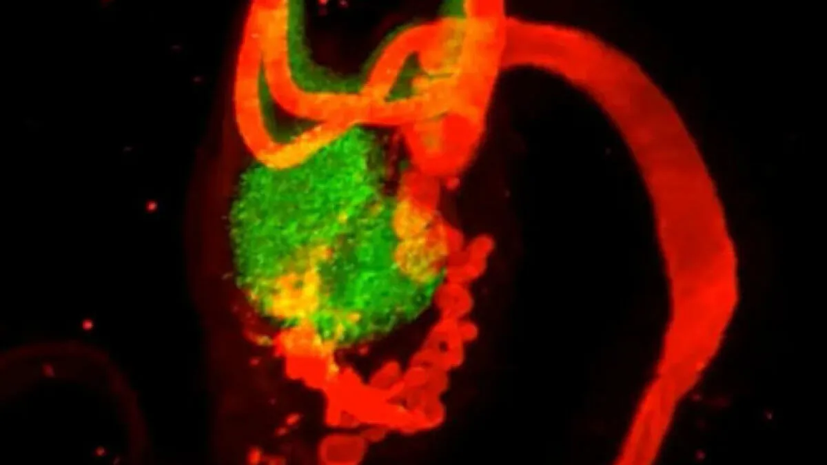 This Female Body Part Was Deemed Useless And Erased From Textbooks, Now Scientists Say They Got It Wrong