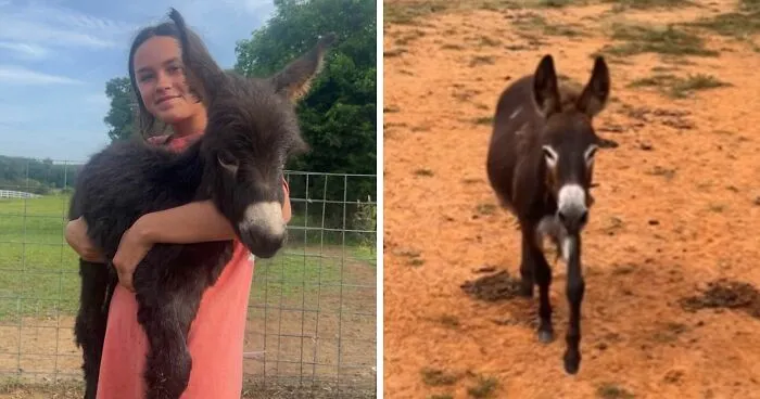 Georgia Cop Reveals Why He Fatally Fired On Baby Donkey As Owner Shares Heartbreaking Clip Of HeeHaw’s Last Days