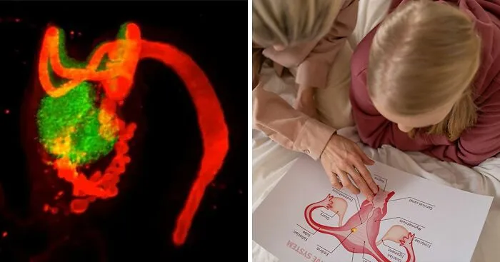This Female Body Part Was Deemed Useless And Erased From Textbooks, Now Scientists Say They Got It Wrong