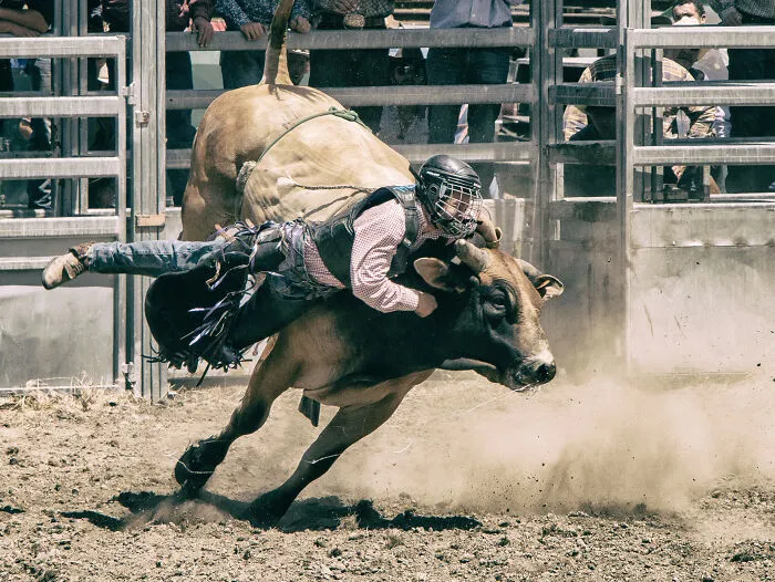 A rodeo rider on a bucking bull, an intense display of pain reactions in sport.