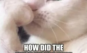 78 Funny Animal Memes That Might Just Improve Your Mood