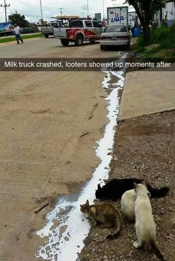 78 Funny Animal Memes That Might Just Improve Your Mood