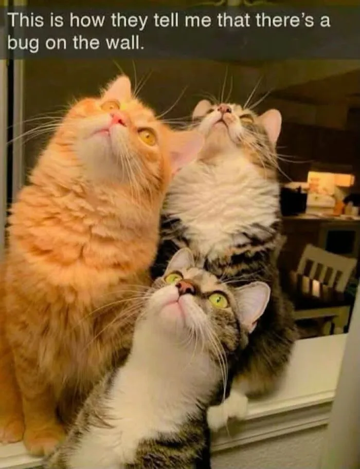 78 Funny Animal Memes That Might Just Improve Your Mood