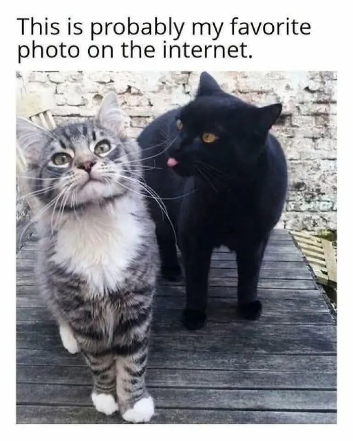 78 Funny Animal Memes That Might Just Improve Your Mood