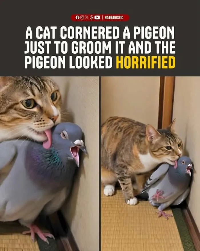 78 Funny Animal Memes That Might Just Improve Your Mood