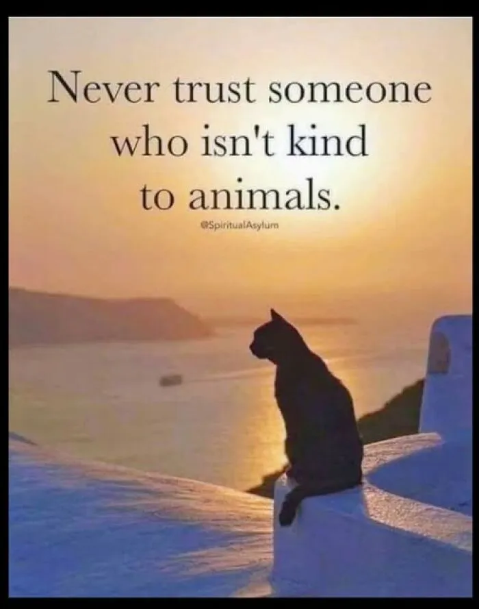 78 Funny Animal Memes That Might Just Improve Your Mood