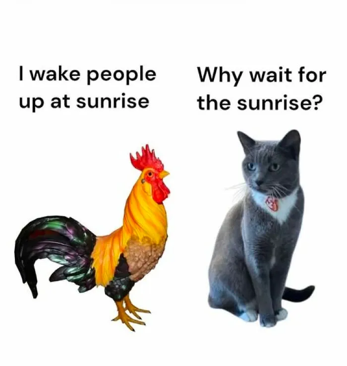 78 Funny Animal Memes That Might Just Improve Your Mood