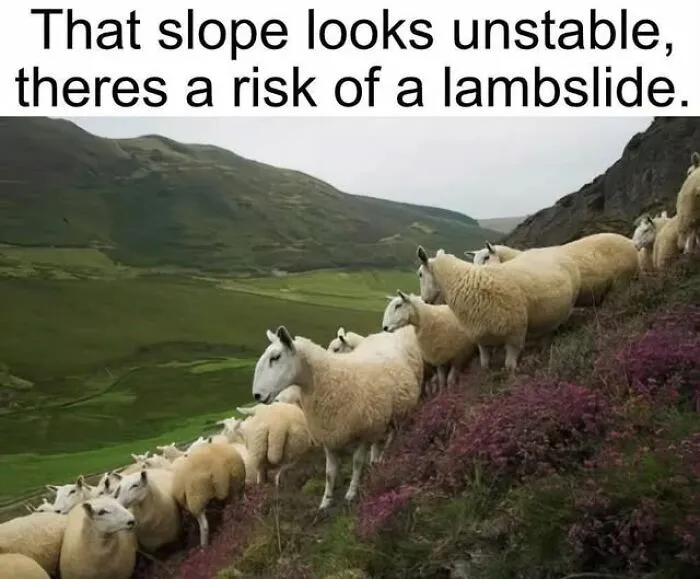 78 Funny Animal Memes That Might Just Improve Your Mood