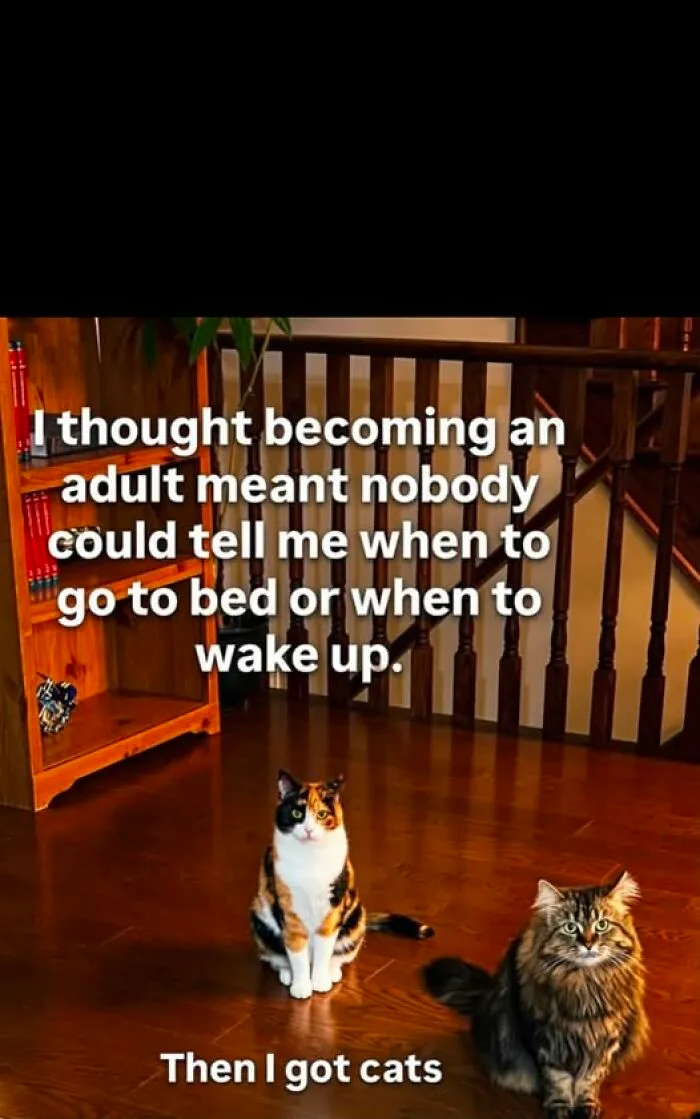 78 Funny Animal Memes That Might Just Improve Your Mood