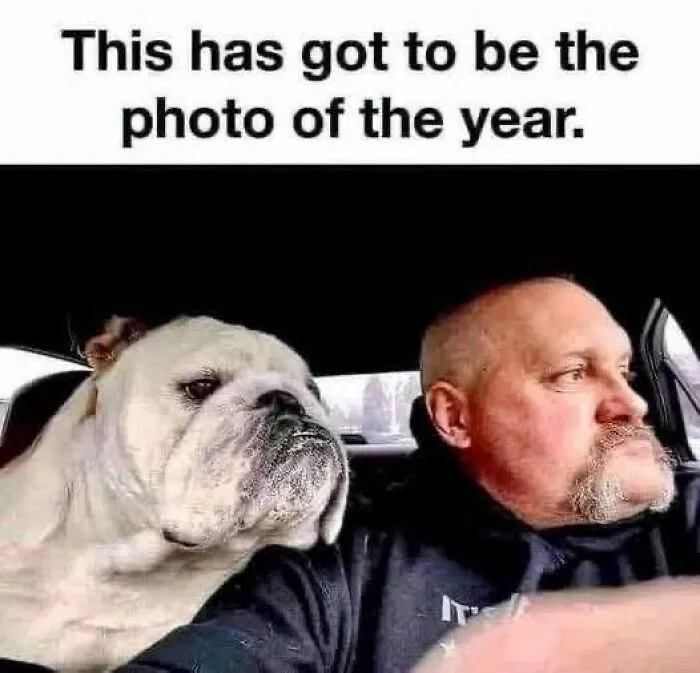 78 Funny Animal Memes That Might Just Improve Your Mood