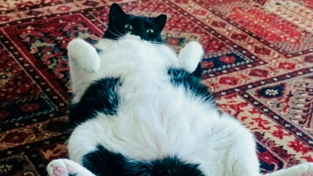 78 Funny Animal Memes That Might Just Improve Your Mood