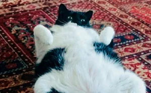 78 Funny Animal Memes That Might Just Improve Your Mood