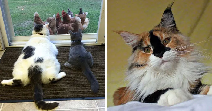 34 Funny And Wholesome Cat Pics Shared By This Page For Anyone Might Need A Dose Of Cuteness