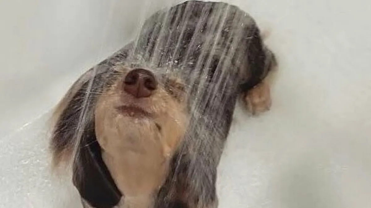 80 Times Owners ‘Betrayed’ Their Beloved Dogs By Bathing Them And Took These Photos