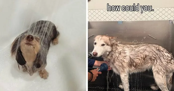 80 Times Owners ‘Betrayed’ Their Beloved Dogs By Bathing Them And Took These Photos