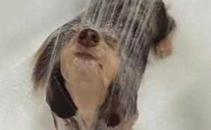80 Times Owners ‘Betrayed’ Their Beloved Dogs By Bathing Them And Took These Photos