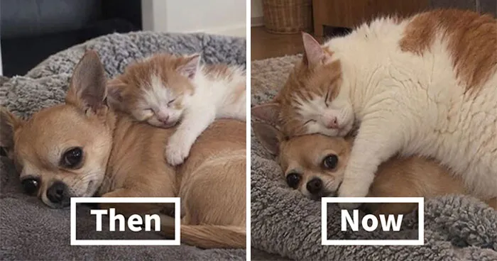 This Page Shared 34 New Pics Of Animals Which Turned Ordinary Situations Into Pure Comedy