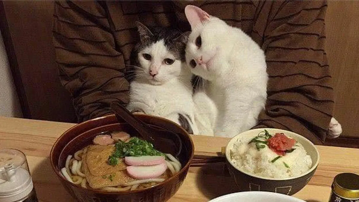 This Page Shared 40 Photos Of Cats Caught In Situations That Often Make No Sense