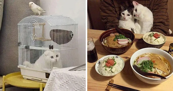 This Page Shared 40 Photos Of Cats Caught In Situations That Often Make No Sense