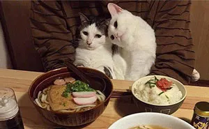 This Page Shared 40 Photos Of Cats Caught In Situations That Often Make No Sense