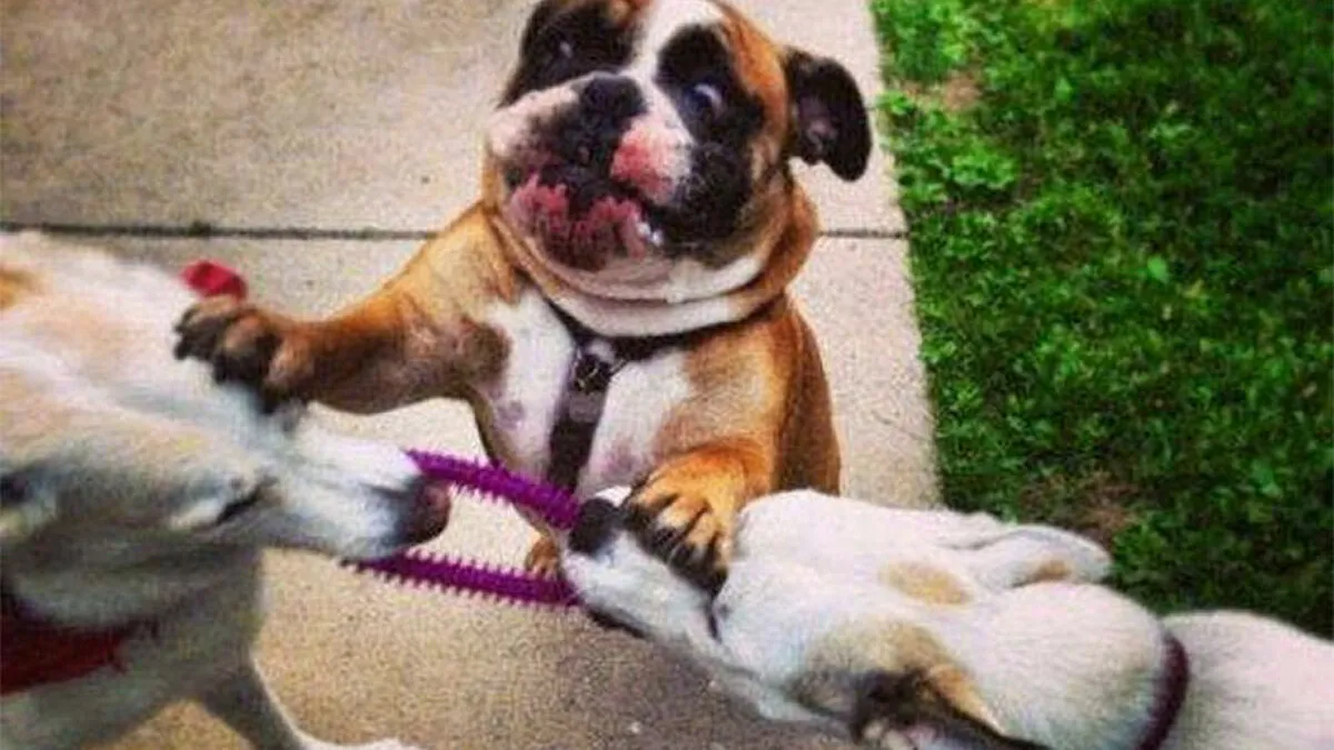 79 Dogs Just Being Dogs, And People Just Making Hilarious Memes Out Of Them