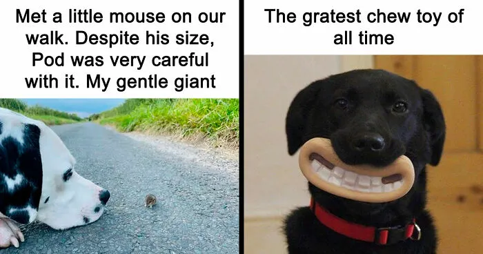 79 Dogs Just Being Dogs, And People Just Making Hilarious Memes Out Of Them