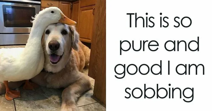 79 Dogs Just Being Dogs, And People Just Making Hilarious Memes Out Of Them
