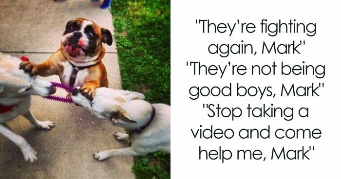 79 Dogs Just Being Dogs, And People Just Making Hilarious Memes Out Of Them