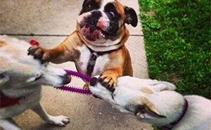 79 Dogs Just Being Dogs, And People Just Making Hilarious Memes Out Of Them