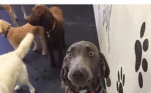 79 Dogs Just Being Dogs, And People Just Making Hilarious Memes Out Of Them