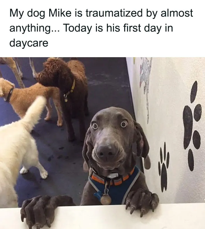 79 Dogs Just Being Dogs, And People Just Making Hilarious Memes Out Of Them