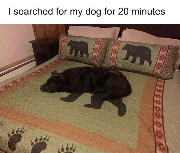 79 Dogs Just Being Dogs, And People Just Making Hilarious Memes Out Of Them