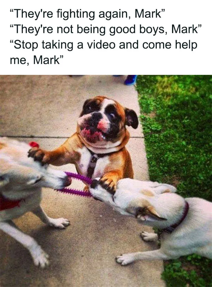 72 Times Dogs Were So Amusingly Adorable That They Got Turned Into Memes