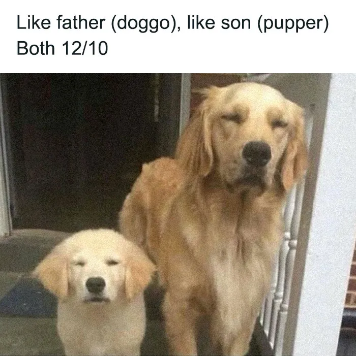 79 Dogs Just Being Dogs, And People Just Making Hilarious Memes Out Of Them