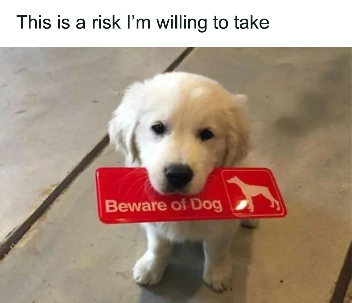 79 Dogs Just Being Dogs, And People Just Making Hilarious Memes Out Of Them