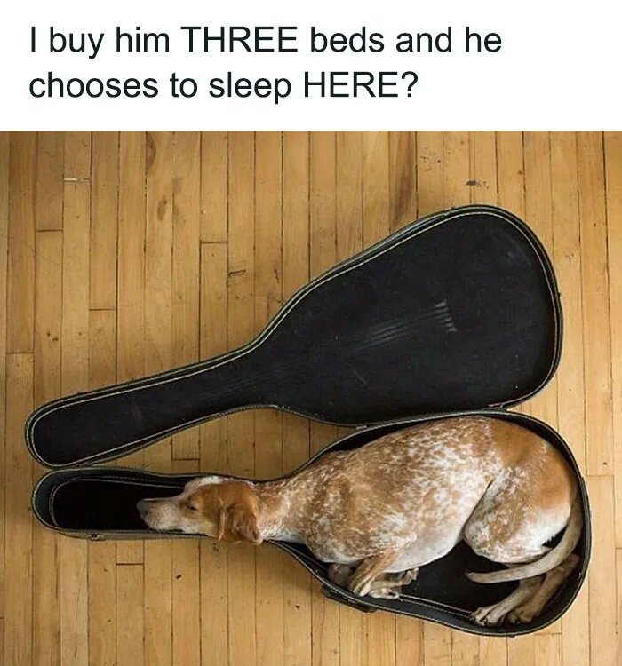 79 Dogs Just Being Dogs, And People Just Making Hilarious Memes Out Of Them
