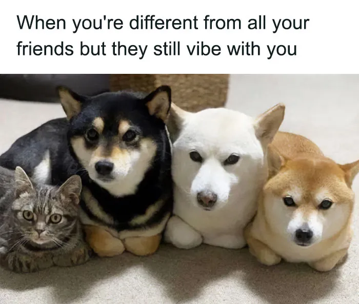 79 Dogs Just Being Dogs, And People Just Making Hilarious Memes Out Of Them