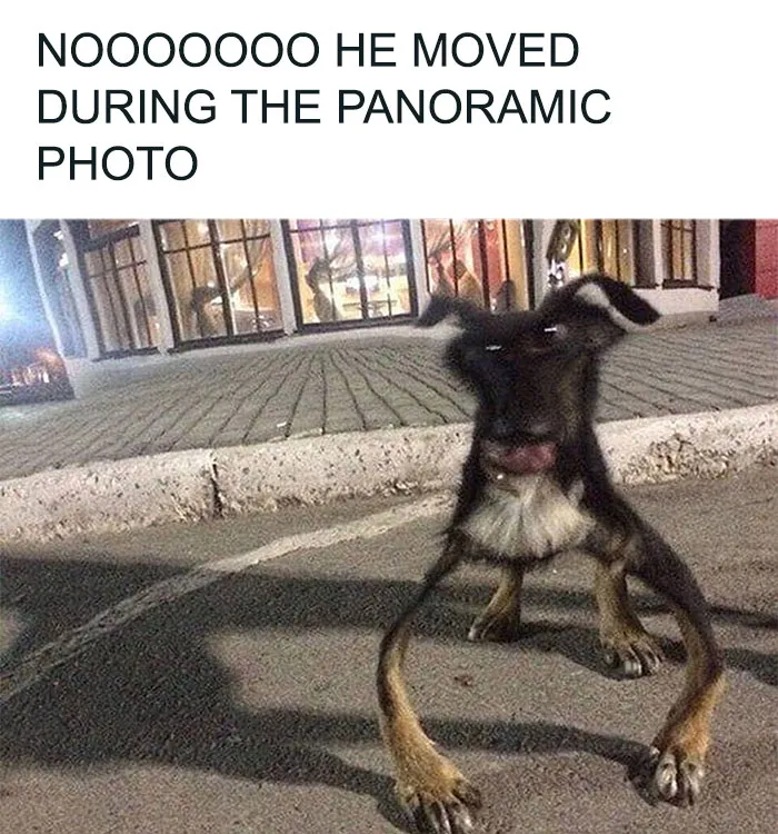 79 Dogs Just Being Dogs, And People Just Making Hilarious Memes Out Of Them