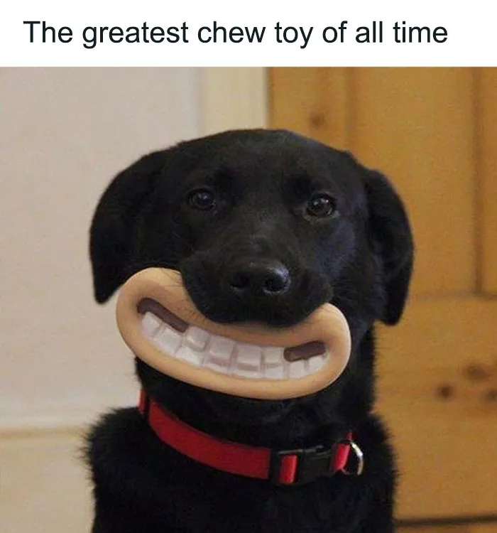 79 Dogs Just Being Dogs, And People Just Making Hilarious Memes Out Of Them