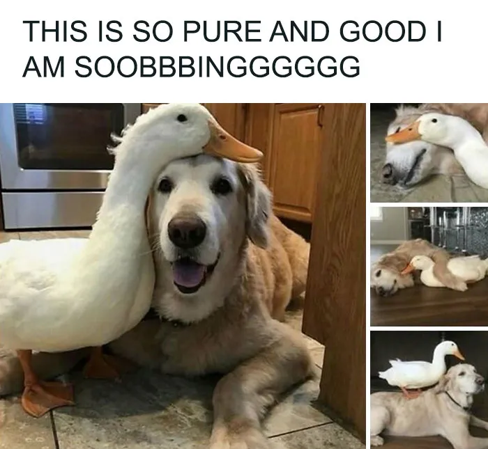 79 Dogs Just Being Dogs, And People Just Making Hilarious Memes Out Of Them