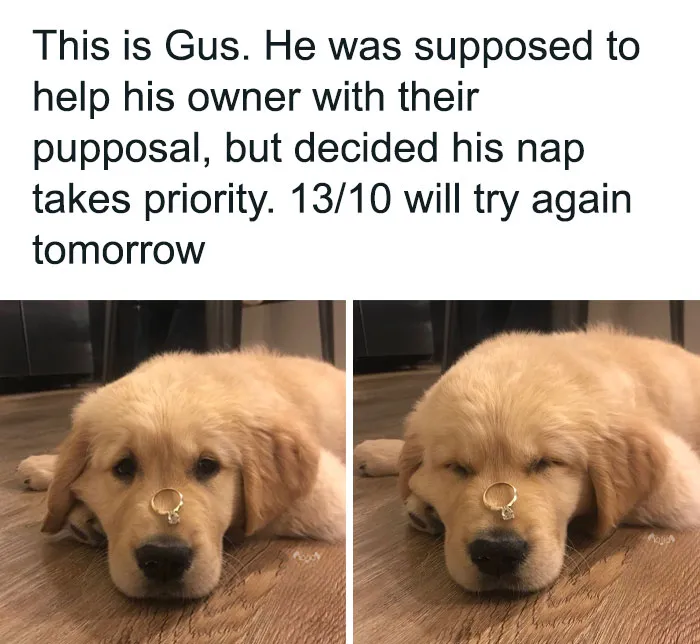 79 Dogs Just Being Dogs, And People Just Making Hilarious Memes Out Of Them