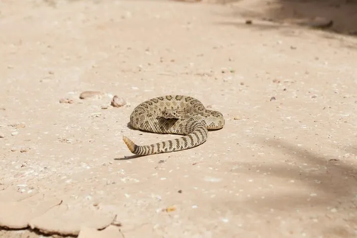 Rattlesnake coiled on a dirt path, illustrating critical safety facts during a snakebite emergency