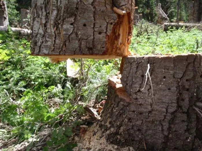 Totally Stumped