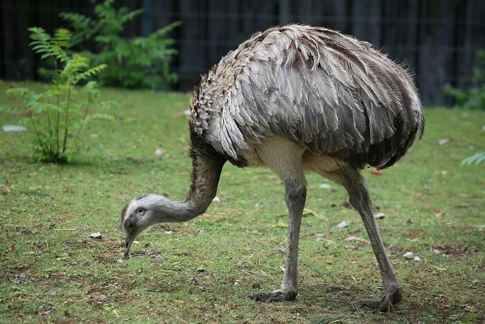 These 49 Animals Seem Cute But Zookeepers Say They Are A Total Nightmare
